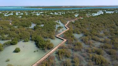 There is a healthy population of mangrove forests scattered along the UAE’s coastline. But we have to work together to preserve and protect them. Wam