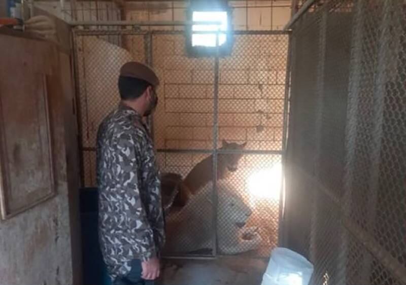 Three lions were seized by authorities in Saudi Arabia. Photo: @SFES_SKA via Twitter