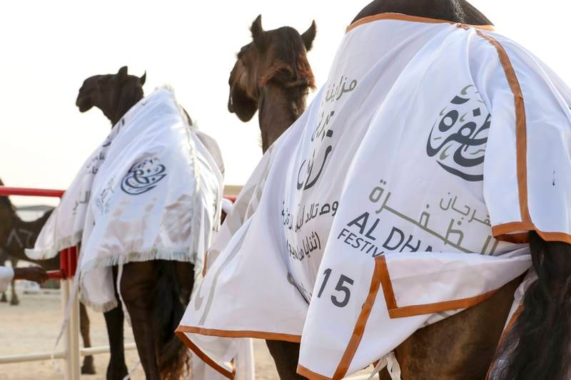 The top three camels are draped in winners’ blankets.