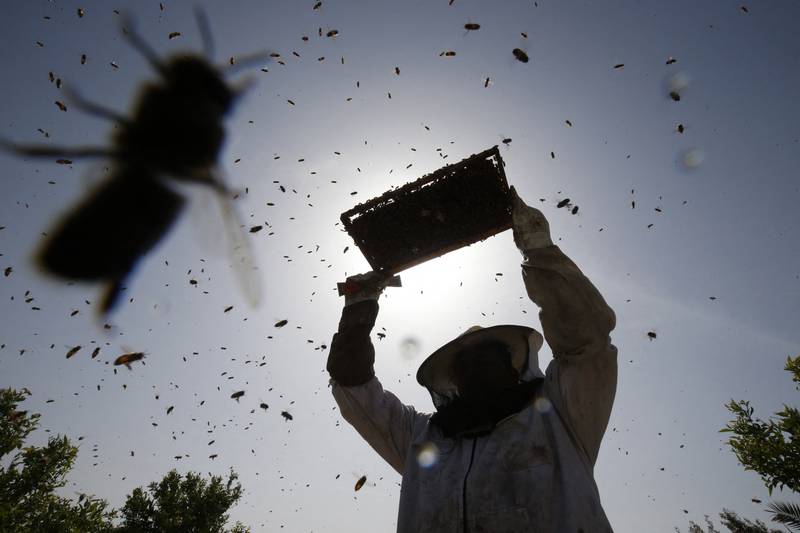 A Palestinian worker removes frames from beehives to collect honeybee combs during the harvest at an apiary in Rafah in the southern Gaza Strip.