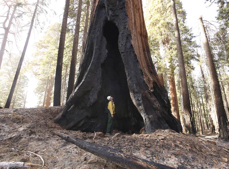 Sequoia National Park is reopening its Giant Forest area three months after the grove was saved while wildfires destroyed thousands of other redwoods. AP