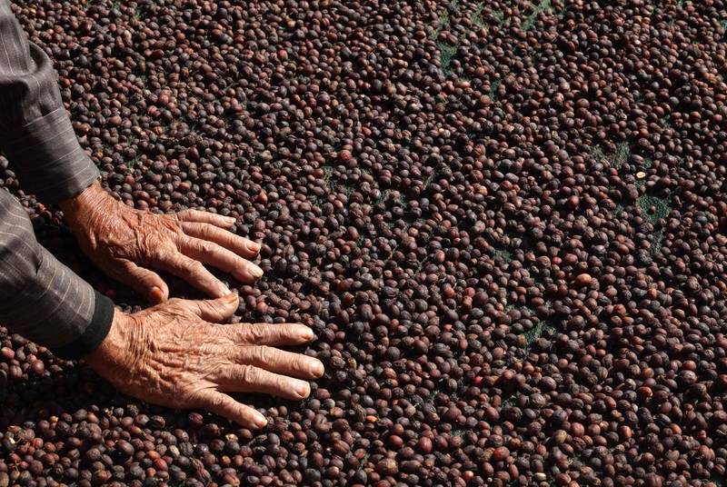 Khawlani tribes in Saudi Arabia have been cultivating coffee beans for more than 300 years, leading Unesco to add it this year to its intangible heritage list. AFP