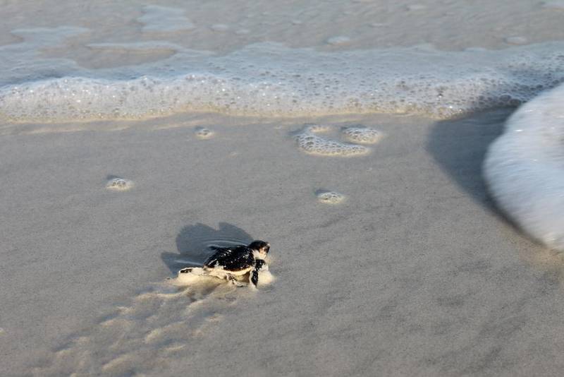 The first successful hatching of Hawksbill turtles on Saadiyat Beach for this year have been recorded. More than 80 baby turtles emerged from the nest, which is located adjacent to the Park Hyatt Abu Dhabi Hotel and Villas on Saadiyat Beach. Courtesy TDIC