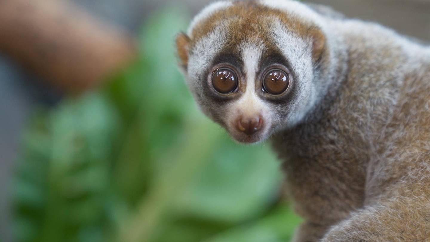 Lonely Loris was first found abandoned on the UAE streets in November 2018. Courtesy The Green Planet