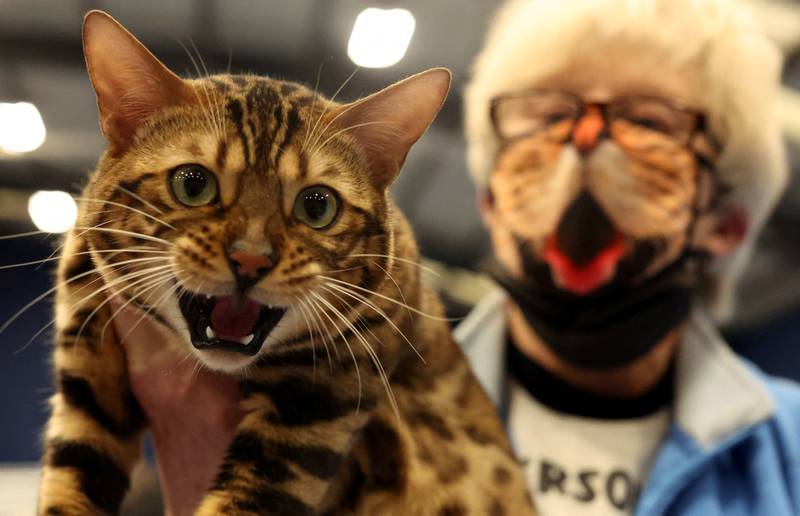 Rudi, a Spotted Bengal cat, is held by his owner before being judged at the 46th Championship Short Haired Cat Society Show in Coventry, Britain. Reuters