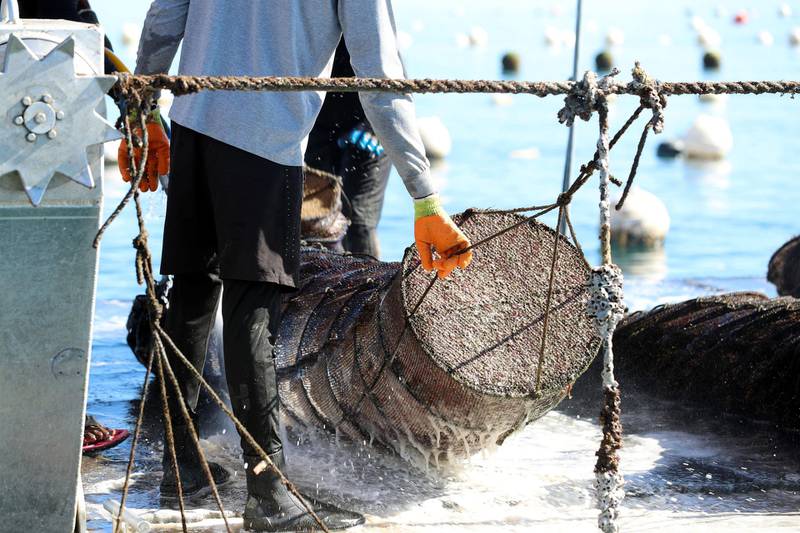 Fujairah, United Arab Emirates - Reporter: Kelly Clark. News. The ocean farm. Visit to the Dibba Bay Oysters farm in Fujairah. Dibba, Fujairah. Wednesday, January 13th, 2021. Chris Whiteoak / The National