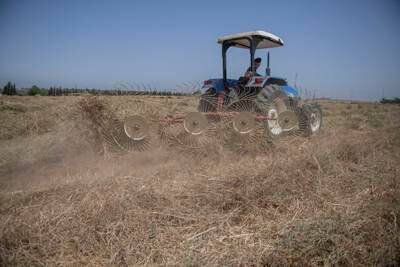 A farmer harvests a drought-damaged crop in Rabat, Morocco. EPA