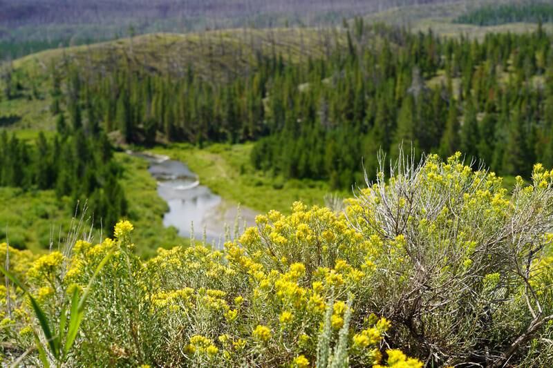 Shoshone National Forest, one of several national parks and forests in Wyoming. 