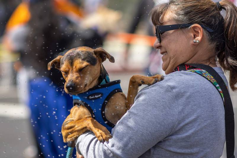 Archbishop Jose Gomez blesses a dog with holy water during the Blessing of the Animals in Los Angeles. AFP
