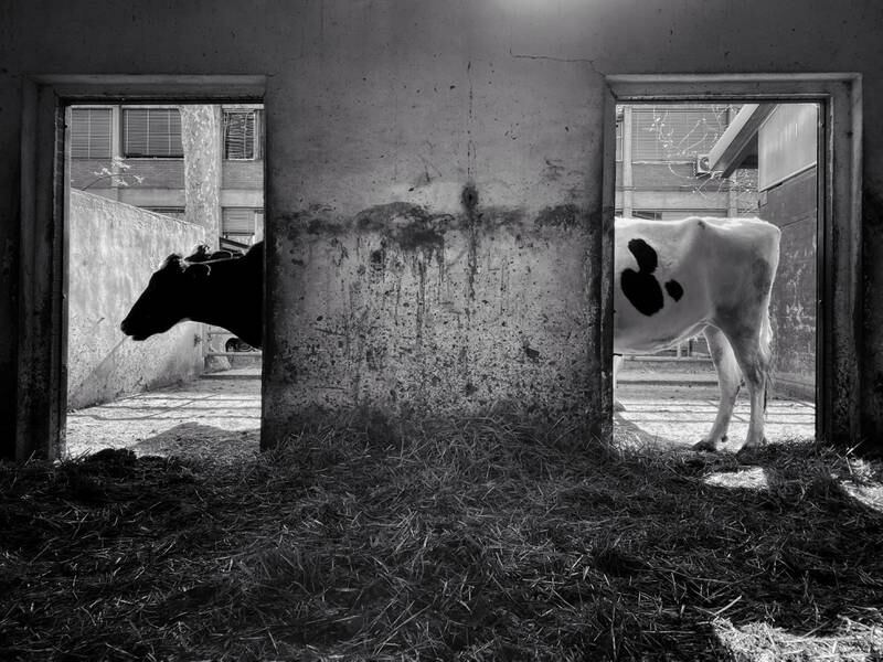 Animals, First Place, shot by Pier Luigi Dodi from Italy on iPhone 11 Pro Max. Photo: Pier Luigi Dodi / IPPAWARDS