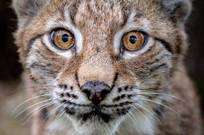 A lynx kitten. PA