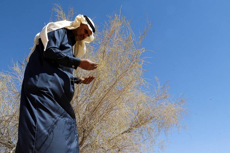 Abdullah Abduljabar, Vice President of Al Ghadha Parks in Qassim, central Saudi Arabia, where a huge saxaul tree planting programme is being planned. All photos by Reuters