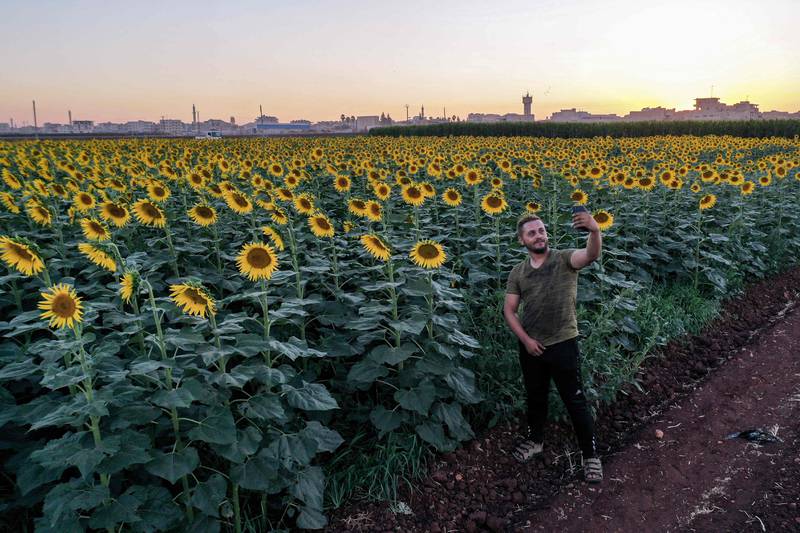 A man takes a selfie in a sunflower field near the Syrian town of Maarat Misrin. AFP