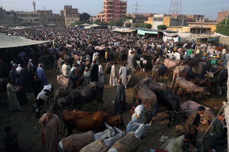 A crowded market in Giza, Egypt, as Muslims buy sacrificial animals for Eid Al Adha. EPA