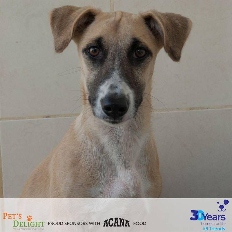 NAME: Buttons. SEX: Male. DATE OF BIRTH: 15.01.2020. SIZE (when fully grown): Medium. BREED: Mix. INFO: Buttons was found living on a building site with Scamper. He is a friendly pup, but nervous in new situations. He is looking for a patient family to help build his confidence. For more information on adoption, call the office on 04 887 8739 Saturday, Tuesday, or Thursday 9am-1pm.