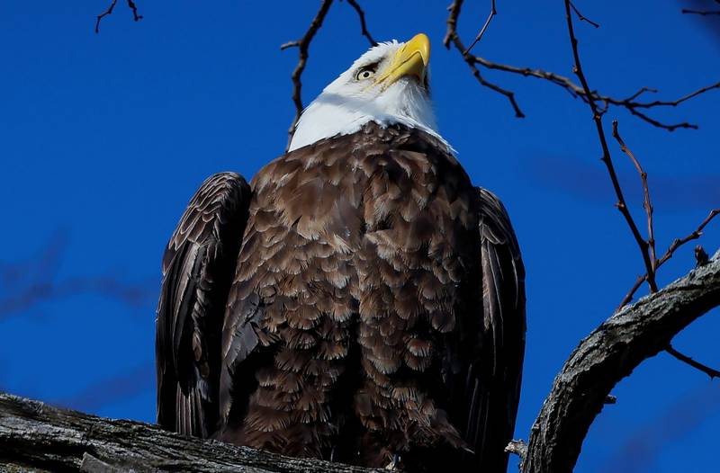 The bald eagle was made the national emblem of the US in 1782. Reuters