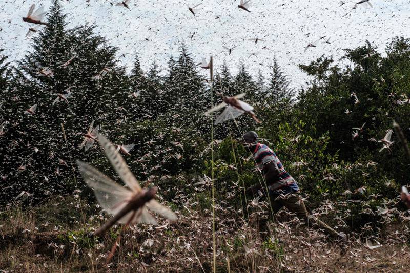 A local farmer walks through a swarm of desert locusts in the eastern Kenyan city of Meru. The East African country is battling another wave of infestations along with its neighbours Somalia and Ethiopia, the use of cutting-edge technology and improved co-ordination is helping to crush the menace. AFP