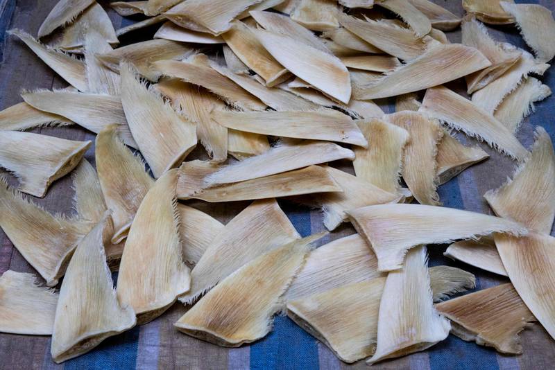 Activists and scientists are advocating restrictions that could drastically reduce the lucrative and cruel shark fin trade. AFP