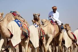 Trainers exercise their camels in Dubai's Lahbab - in pictures