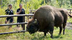 Bison roam wild in Britain for the first time since the Ice Age 