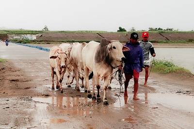 Farmers lead their cows to safety in Ilagan town as Typhoon Doksuri heads towards the northern Philippines.  AFP