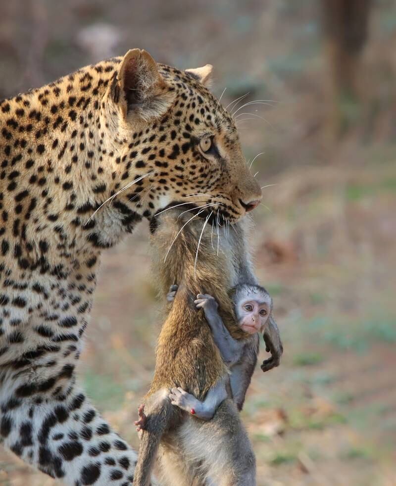 Guest Judge Ami Vitale’s Choice, Shafeeq Mulla, Zambia. A leopard carries the carcass of a vervet monkey, with its baby still hanging on, in Zambia.