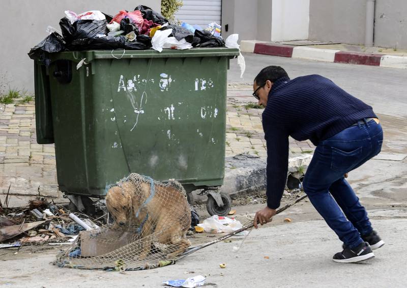 Strays caught in Tunis are taken to a centre to be spayed or neutered. But veterinarian Abdelmoumen Boumaza says municipalities in Algeria use only one method to deal with the problem, 'capture and slaughter', sometimes by electrocution.