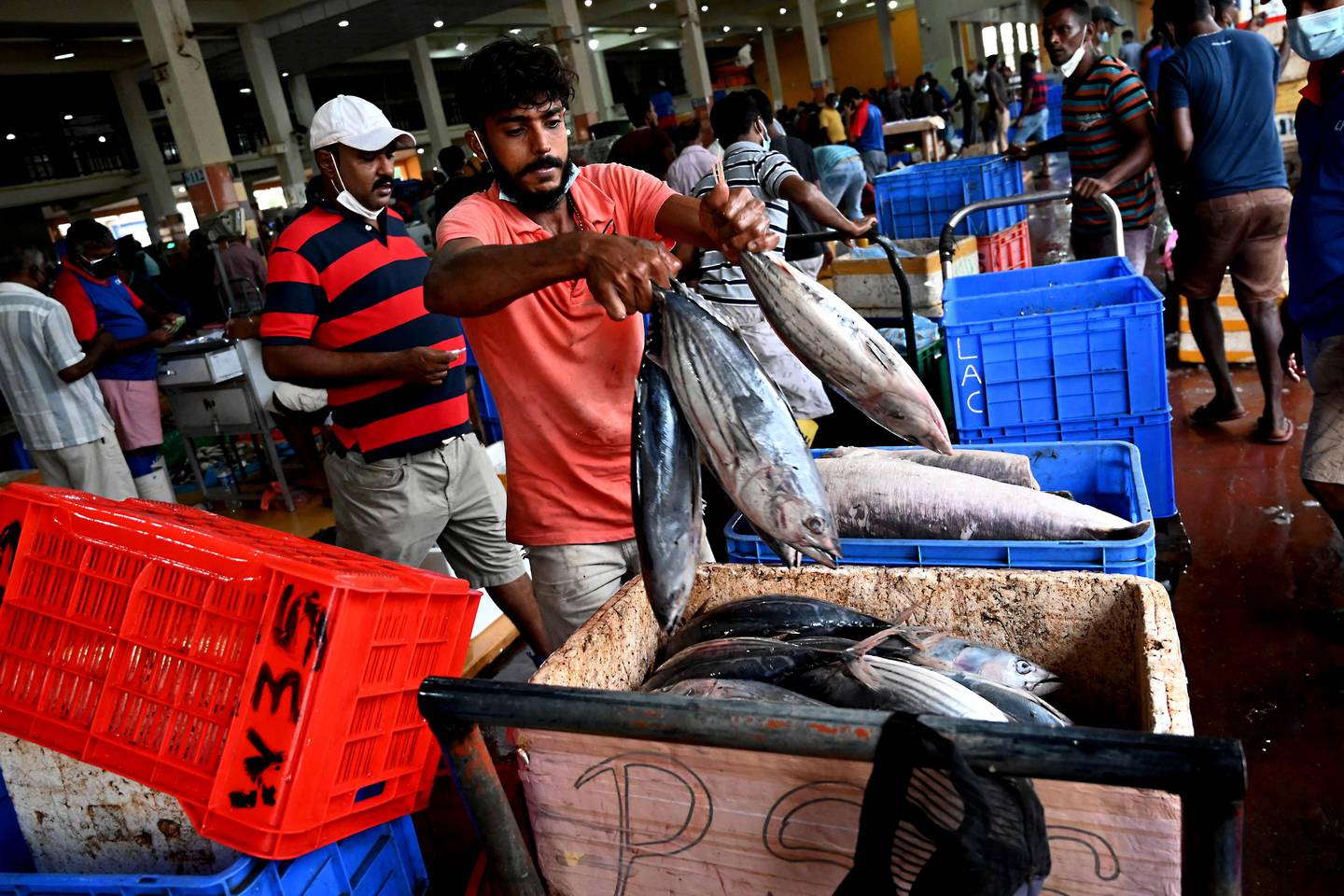 A vendor arranges his stock at a fish market in Colombo. AFP