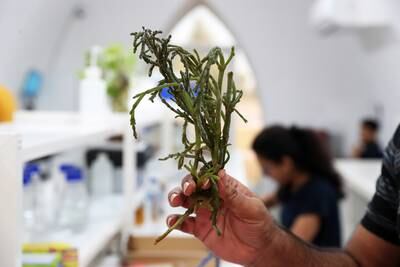 Scientists at the International Centre for Biosaline Agriculture in Dubai have been working behind the scenes to cultivate crops that leave a minimal carbon footprint. All photos: Pawan Singh / The National