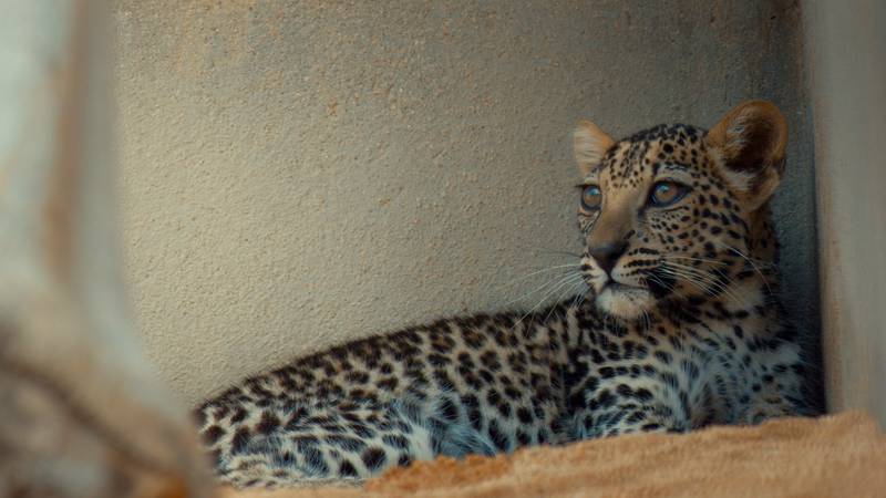 The Arabian leopard cub was born at the Prince Saud Al Faisal Wildlife Research Centre near Taif in south-west Saudi Arabia on April 23. The subspecies is native to the Arabian Peninsula..
