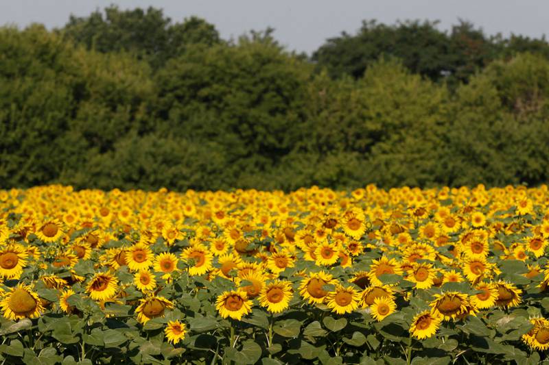 Sunflowers plants. Ukraine and Russia account for more than three quarters of sunflower oil exports. Reuters