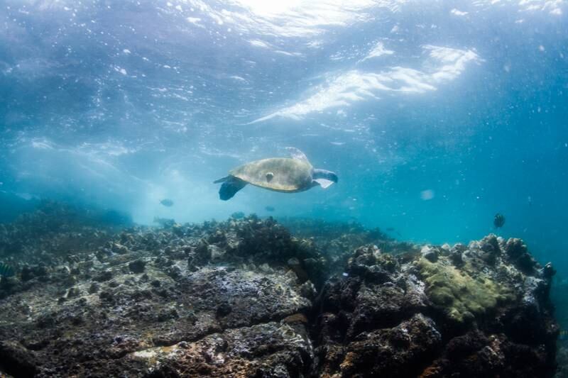 A turtle swimming at Dibba Rock. Photo: Darryl Owen / Freestyle Divers
