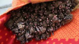Freezing bats plunging to the ground in Texas rescued