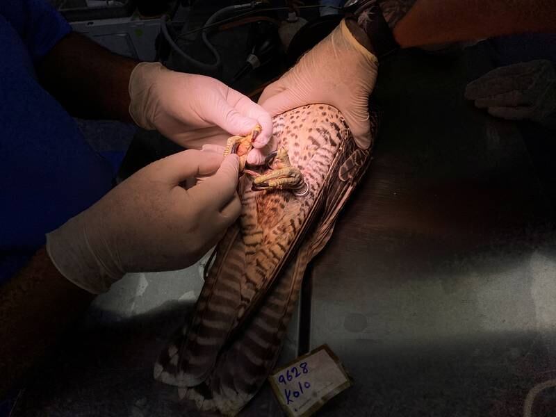 In the clinic's busiest period, from around September to early March, it receives around 140 to 150 birds per day.