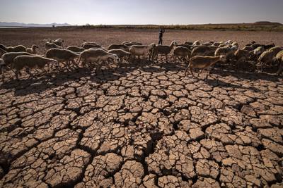 Sheep walk on the dry Al Massira dam 140km south of Casablanca amid Morocco's worst drought in four decades. AFP