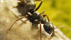 Ants can detect the smell of cancer, research finds