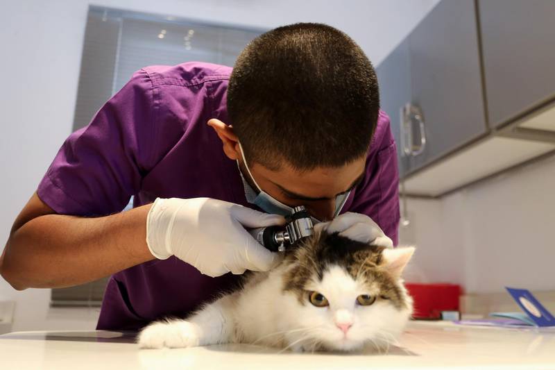 A veterinarian checks a cat at Riyadh's animal shelter, dedicated to caring for animals during the pandemic, Riyadh, Saudi Arabia. Reuters
