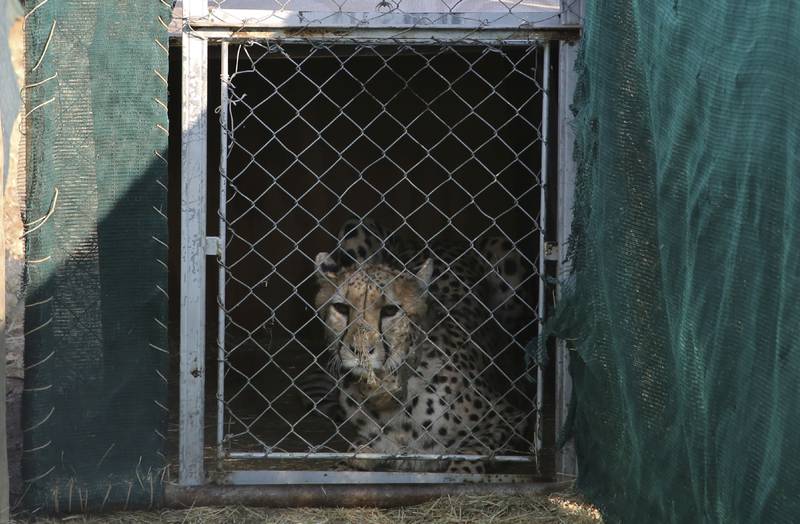 India received 12 cheetahs from South Africa on Saturday after eight arrived from Namibia in September. AP