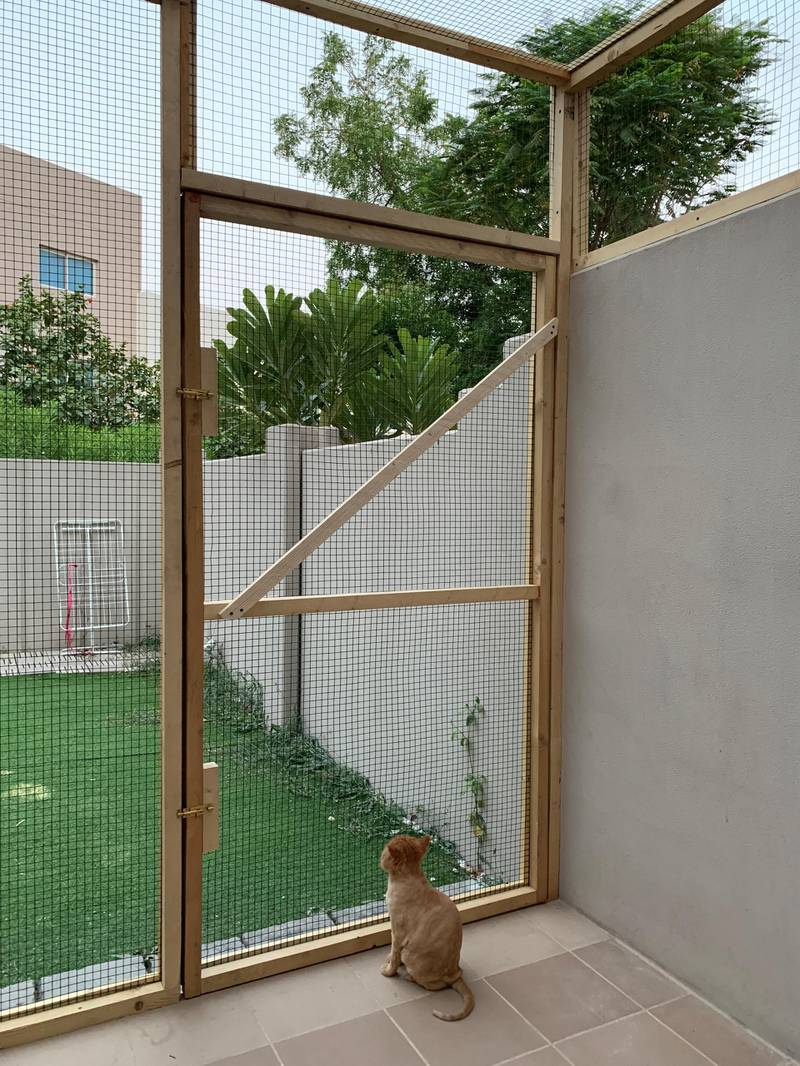 Evelyn Lau's cat Amy stares out the front door of the catio.