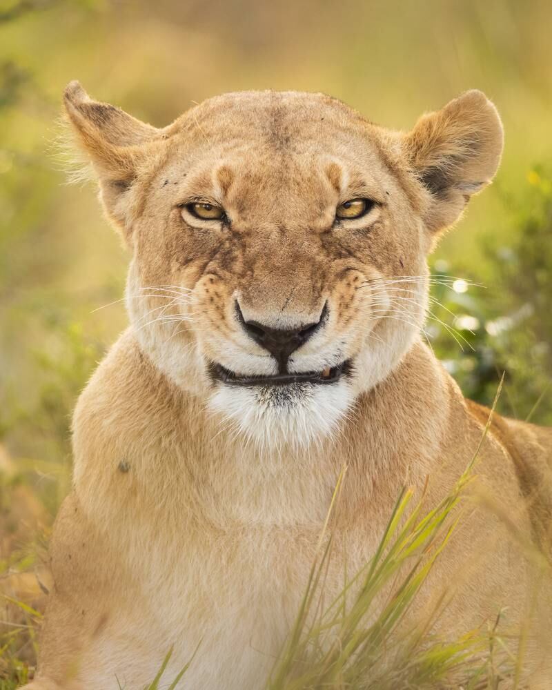 'What do you mean smile?! I am smiling!'. Taken in Olare Motorogi Conservancy, Kenya. Alison Buttigieg / Comedy Wildlife 2022