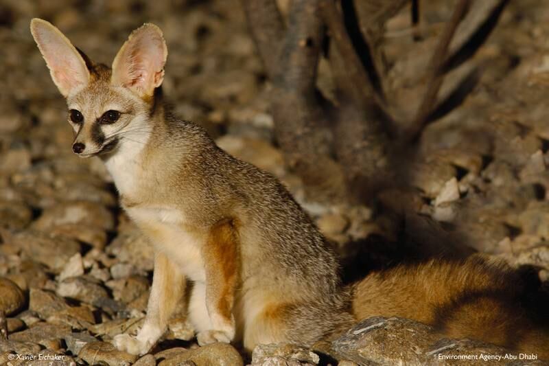 Blanford's fox (Vulpes cana). All photos: Environment Agency - Abu Dhabi (EAD)