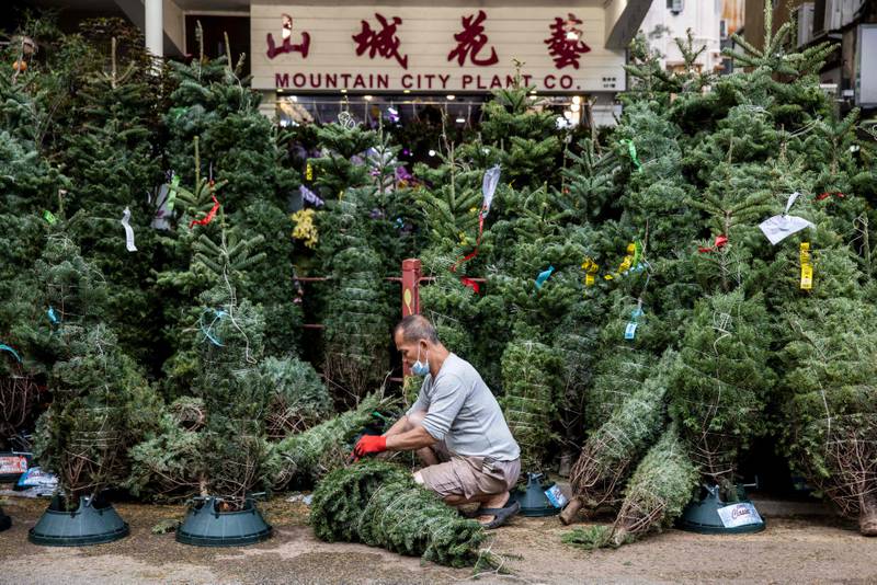 A man prepares Christmas trees for sale at flower markets in Hong Kong. AFP
