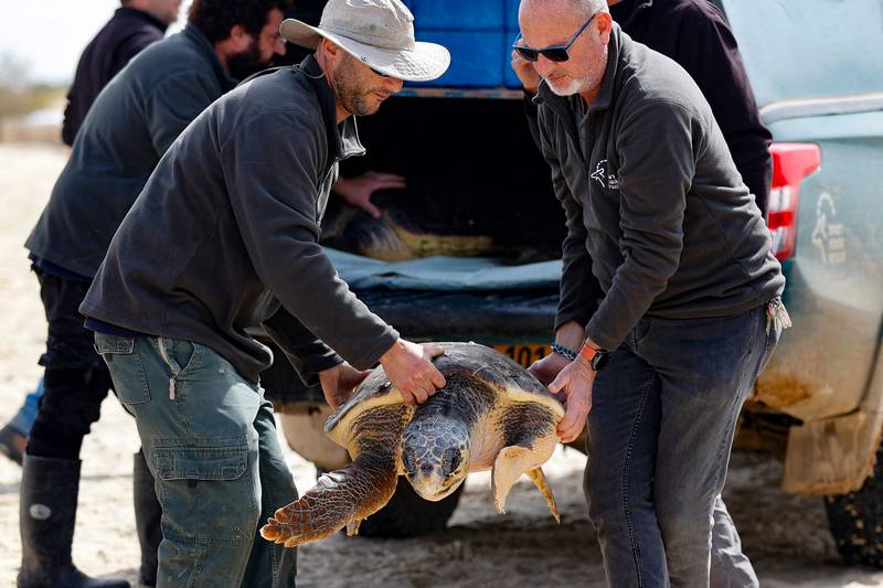 A rehabilitated sea turtle will head back to the sea after being released by members of the National Sea Turtle Rescue Centre.