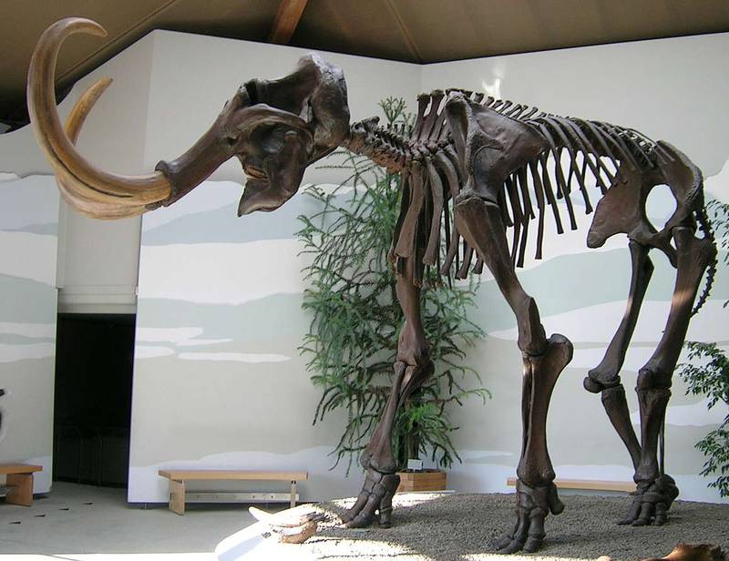 Mammoth remains on display at the Siegsdorf Natural History and Mammoth Museum in Siegsdorf, Germany. Photo: Lou Gruber