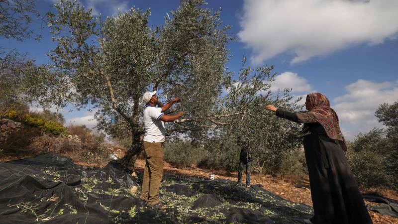 An image that illustrates this article Israeli settlers attack activists planting olive trees in West Bank