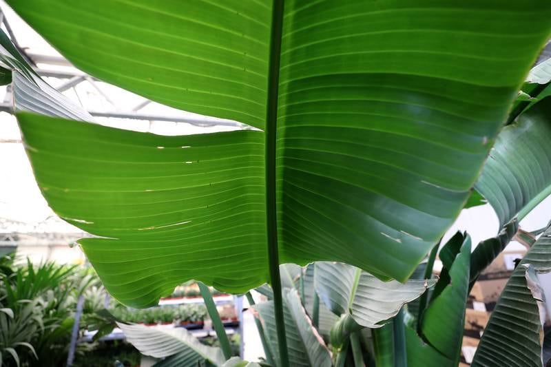 A leaf of the 'Strelitzia nicolai' plant, also known as the bird of paradise or wild banana tree. 