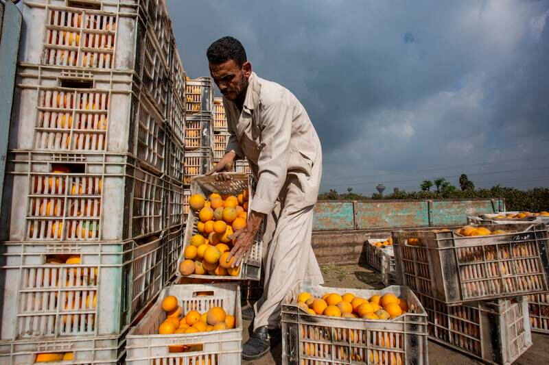 Farmers begin the orange harvest season in Egypt, in  December. The shipping industry disruption caused by Houthi attacks has affected the country's fruit exports. Getty Images