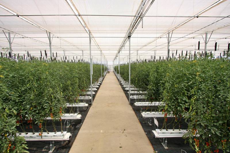 This greenhouse is a highly controlled environment where different varieties of tomatoes are grown. Photo by Charlie Faulkner