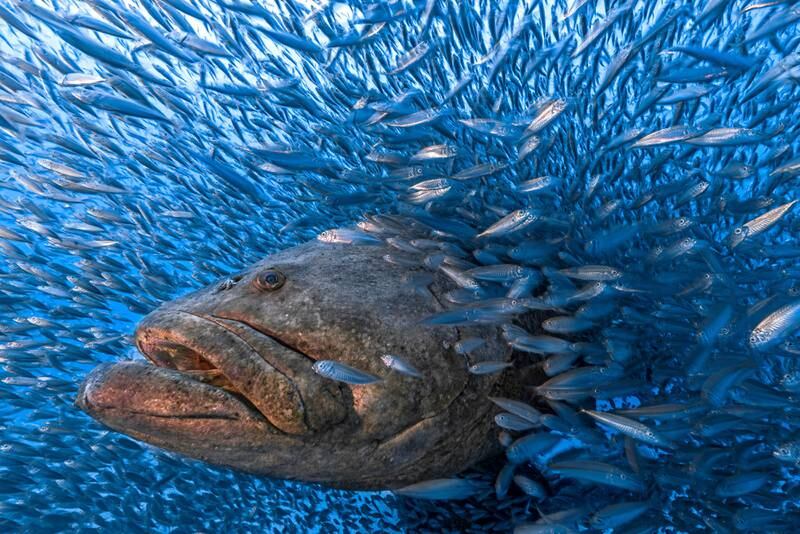 Honourable Mention, Water, Tom Shlesinger, Israel. A Goliath Grouper fish.