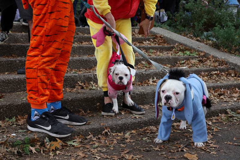 A family of people and dogs in costume as Winnie the Pooh characters, including Pooh Bear, Tigger, Piglet and Eeyore. Reuters